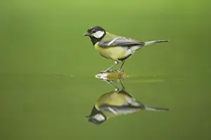 Refection: Great Tit - Refection at forest pool