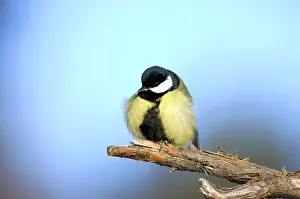 Celsius: Great Tit - ruffles up its plumage in freezing