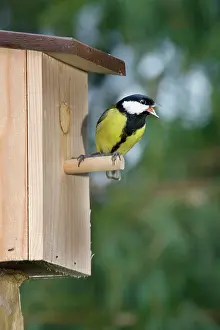 Nestbox: Great Tit - singing at nestbox in garden