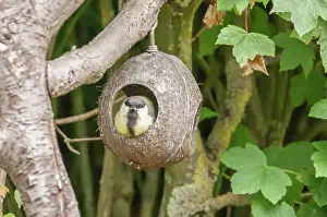 Feeder: Great Tit Sits at the Feeder