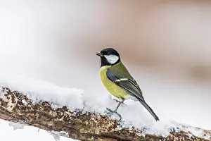 290421: Great Tit - In Snow - UK