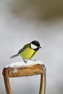 Handles: Great Tit - on snowy fork handle
