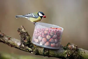 Peanuts: Great Tit - taking peanuts from Red Squirrel feeder