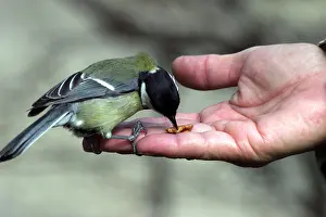 Walnuts: Great Tit - taking walnut from hand