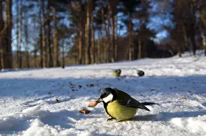 Parkland: Great Tit - tries to keep warm at -35 degrees celcius