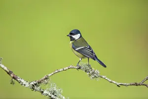 David Chapman: Great Tit - UK