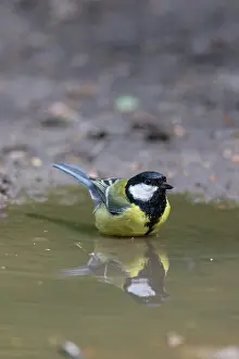 Bathing: Great Tit water
