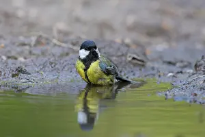 Bathing: Great Tit water