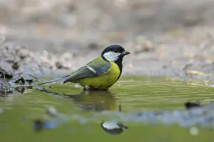 Bathing: Great Tit water