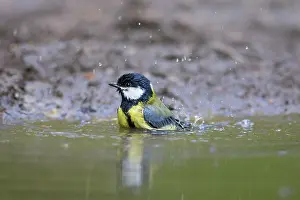 Bathing: Great Tit water
