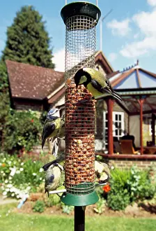 Major: Great Tits & Blue Tits (Cyanistes caeruleus) -