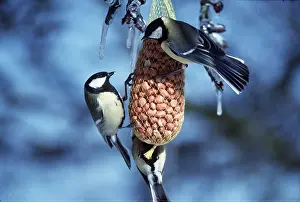 Nuts: GREAT TITS - feeding on nut feeder