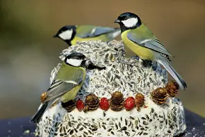 Cake: Great Tits - feeding from seed-cake