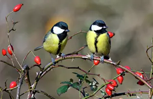 Hips: Great Tits (Parus major) on a branch and rose hips