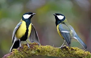 Threaten: Great Tits (Parus major) challenging on a branch