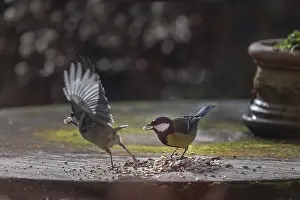 Table: Great tits (Parus major) collecting seeds from a garden table