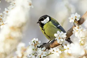 Major: Great tits (Parus major) standing on a plum tree