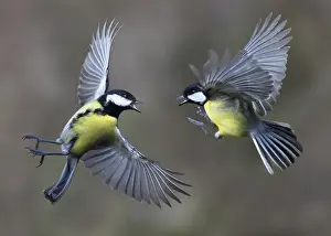 Aggressiveness: Great tits (Parus major) tiff, Regional Natural