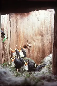 Boxes: GREAT TITS - YOUNG IN NEST