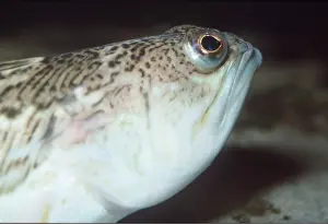 Weavers: Great WEEVER FISH