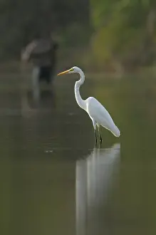 Marakissa: Great White Egret