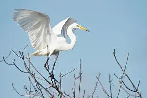 Outstretched: Great White Egret