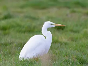 Geoff Du Feu: Great white egret