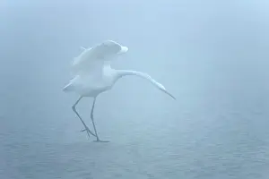Dense: Great white egret - an adult Great white heron in dense morn