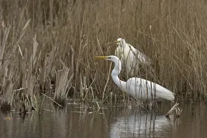 Shout: Great white egret (Ardea alba) adult bird in water on the edge of a reedbed calling to another bird