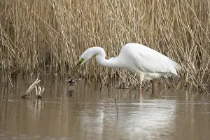 Large Egrets: Great white egret (Ardea alba) adult bird in water on the edge of a reedbed with a frog for food in its beak in spring