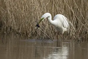 Ciconiiformes: Great white egret (Ardea alba) adult bird in water on the edge of a reedbed with a frog for food in its beak in spring