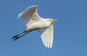 Soaring: Great White Egret, Ardea alba, in flight over lake
