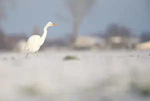 Ameide: Great White Egret (Ardea alba) walking on snow