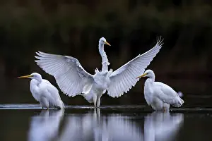 Lakeland: Great White Egret (Ardea alba) Winter visitor
