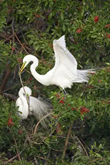 Passing: Great White Egret - Breeding pair in tree, passing stick