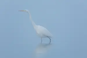 150420: Great White Egret, Common egret - adult bird in
