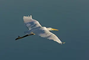Gliding: Great White Egret / Common / Large Egret / Great White Heron
