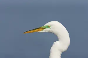 Cose: Great White Egret - Cose up, showing breeding plumage