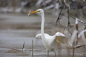 Large Egrets: Great White Egret (Egretta alba) Germany