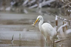 Large Egrets: Great White Egret (Egretta alba) Germany