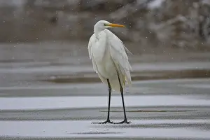 Large Egrets: Great White Egret (Egretta alba) Germany