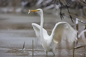 Large Egrets: Great White Egret (Egretta alba) Germany