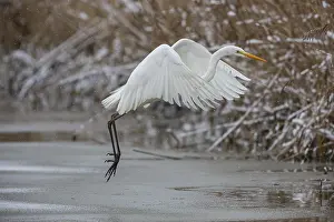 Large Egrets: Great White Egret (Egretta alba) Germany