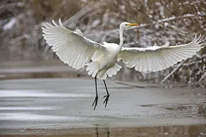 Large Egrets: Great White Egret (Egretta alba) Germany