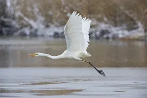 Large Egrets: Great White Egret (Egretta alba) Germany