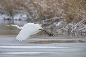 Large Egrets: Great White Egret (Egretta alba) Germany