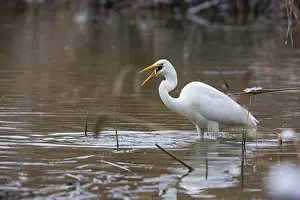Large Egrets: Great White Egret (Egretta alba) Germany