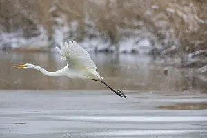 Large Egrets: Great White Egret (Egretta alba) Germany
