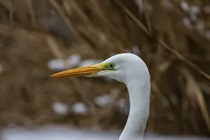 Large Egrets: Great White Egret (Egretta alba) Germany