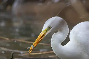 Large Egrets: Great White Egret (Egretta alba) Germany